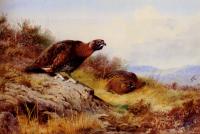 Thorburn, Archibald - Red Grouse On The Moor